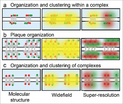 Figure 2. Protein organization in epithelial junctions. Illustration of different junctional molecular structures within the diffraction limit that cannot be distinguished by widefield microscopy, but are distinct by super-resolution. (a) Junctions can contain a homogenous mix of proteins (left) or distinct clusters (right). (b) Junctional plaque proteins are organized in layers parallel to the plasma membrane, with the red protein more distal (left) or proximal (right) to the membrane. (c) Junctions can have higher-order organization within the cell membrane with clusters of mixed junctions (left) or segregation of like junctions into distinct structures (right).