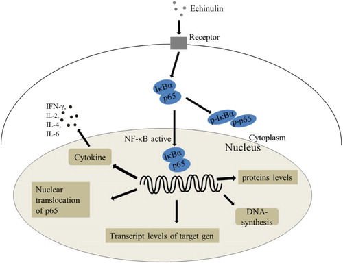 Figure 7. Echinulin enhances immunity in T cells by activating the NF-κB signaling pathways.