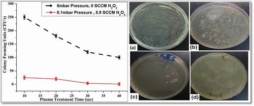 Figure 5. (Color online) Graphical and visual representation of E.coli colonies under different experimental conditions. (a) Pure strain of E.coli cultured Agar plates with 107CFU’s