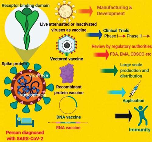 Figure 2. Schematic illustration that depicts the strategies of development of new vaccine candidates against coronavirus or SARS-CoV-2.