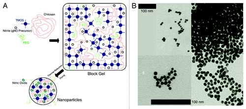 Figure 2. (A) Schematic of NO-np synthesis. When combined the components of the silica hydrogel form a gel. As the gel dries it spontaneously breaks into nanoparticles. The heat from the drying process converts NO from nitrite. (B) TEM of NO-np. The scale bars represent 100 nm. The top scale bar represents the top right inset and the bottom scale bar represents the remaining insets. Reproduced with permission from Cabrales et al.Citation104