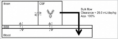 Figure 5. A model of the elimination of an antibody from CSF. Transfer clearance and diffusion rate (shown by dotted arrows) of an antibody are generally small; on the other hand, clearance via bulk flow (shown by a solid large arrow) is large.
