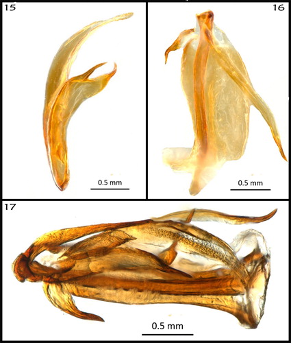 Figures 15–17. Aedeagus. (15) Flagellum (distal portion of aedeagus), separated from phallobase, right lateral view; (16) phallobase (flagellum removed), left lateral view; (17) aedeagus, undissected, dorsal view.