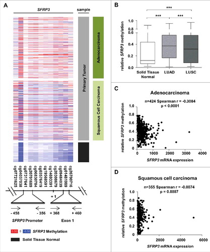 Figure 5. Reduction of SFRP3 mRNA expression highly correlates with epigenetic inactivation in adenocarcinoma but not in squamous cell carcinoma. (A) and (B) DNA hypermethylation of the SFRP3 promoter analyzed in primary tumor and normal tissue samples based on data of the TCGA Illumina HumanMethylation450 platform. Patient samples are split into adenocarcinoma (dark green, n = 446), squamous cell carcinoma (light green, n = 357), and normal tissue samples (gray, n = 104). The relative SFRP3 DNA methylation values for each CpG are illustrated in red (high methylation), white (mean methylation), and blue (low methylation). SFRP3 hypermethylation is strongly increased in adenocarcinoma and squamous cell carcinoma samples compared to normal lung tissue. Horizontal lines: grouped medians. Boxes: 25–75% quartiles. Vertical lines: range, peak, and minimum, ***P < 0.001. (C) and (D) Correlation analyses demonstrate a highly significant inverse correlation between SFRP3 mRNA expression (TCGA IlluminaHiSeq mRNA expression platform) and DNA hypermethylation (TCGA Illumina HumanMethylation450 platform) in primary adenocarcinoma samples (n = 424; Spearman r = −0.3084; P < 0.0001) but not in squamous cell carcinoma samples (n = 355; Spearman r = −0.0074; P = 0.8887).