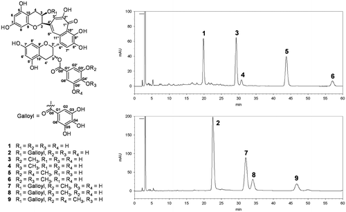 Fig. 1. Structures of 1–9 and HPLC chromatograms of the enzymatic reaction solution of 1 and 2.Notes: Peaks are 1, TF3′G; 2, TF3,3′G; 3, 3MeTF3′G; 4, 4MeTF3′G; 5, 3,5diMeTF3′G; 6, 3,4diMeTF3′G; 7, 3MeTF3,3′G; 8, 4MeTF3,3′G; 9, 3,5diMeTF3,3′G.