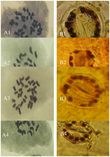 Figure 1. Mitotic metaphase (A) and the chloroplast number of stomata guard cells (B) of (1) Onobrychis crista-galli 1, (2) O. crista-galli 5, (3) O. aucheri ssp. psammophila, and (4) O. caput-galli 1.