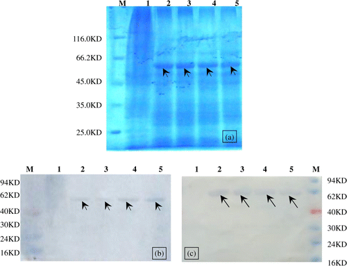 Figure 2.  SDS-PAGE and western blotting analysis of chimaeric VP2 proteins. 2a: Coomassie blue R250-stained SDS-PAGE gels showing the expression of chimaeric VP2 proteins. 2b, 2c: Incubation with hyperimmune serum against VP2 and nM2e, respectively. Lane M, protein marker; lane 1, soluble extracts of Sf-9 cells; lanes 2 and 3, VP2BCnM2e(H9); lanes 4 and 5 VP2-4nM2e(H9).