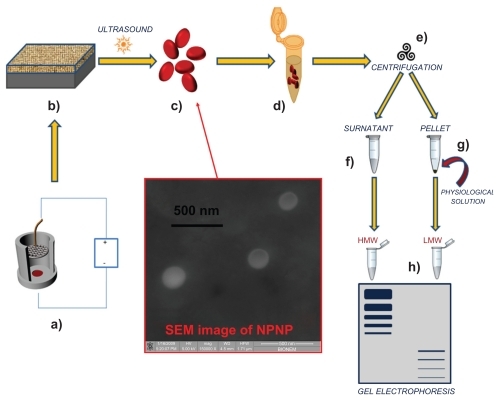 Figure 1 Pictorial description of the whole process from nanoparticles fabrication to splitting: (a) anodization of silicon wafer to produce porous silicon film; (b) porous silicon film on silicon substrate; (c) nanoporous nanoparticles (NPNPs) fabricated by ultrasonication; (d) incubation of the nanoparticles with biological fluid; (e) centrifugation and wash; (f) supernatant; (g) pellet (physiological solution is added to dissolve it); (h) low-molecular-weight (LMW) harvesting and enrichment is demonstrated on a gel electrophoresis. The middle panel shows a scanning electron microscope image of nanoparticles.Abbreviation: HMW, high molecular weight.