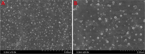 Figure 3. SEM images of gelatin nanoparticles.