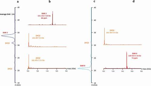 Figure 4. Comparison of HICxSEC-native MS chromatograms of ADC and naked mAb. a) DAR 2 HIC profile. b) DAR 2 deconvoluted spectra. c) Naked mAb HIC profile. d) Naked mAb deconvoluted spectra