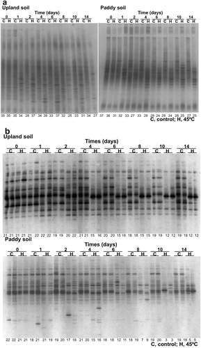 Figure 3 DGGE band patterns of bacterial (a) and fungal (b) communities of upland and paddy field soils in the experiment 1. Number of bands is shown at the bottom of each lane.