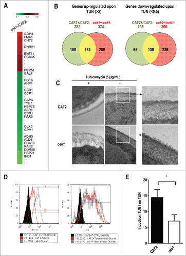 Figure 1. Analysis of the effect of tunicamycin treatment on C. albicans transcriptional response and on cek1 cell wall. (A) Heat map showing differentially expressed genes in cek1 versus CAF2 cells under basal (exponentially growing, not treated with tunicamycin) conditions. (B) Venn diagrams showing up‑ and down‑regulated genes (left and right panel, respectively) upon 2 hours treatment of wild type (CAF2) and cek1 mutant with tunicamycin (TUN). Specific genes to the wild type strain or cek1 mutant are shown in green or red respectively, while commonly regulated genes are represented in yellow. (C) Cells from a stationary culture were diluted in fresh pre‑warmed YEPD or YEPD supplemented with tunicamycin (5 μg/mL), and grown at 37ºC for 2 hours before being collected and processed for TEM analysis. Magnifications of wt and cek1 untreated cells are shown to the right. (D) A representative histogram of cells´ β‑glucan exposure at the end of the experiment (2h). (E) Fold induction of β‑glucan exposure after tunicamycin treatment vs no treatment (induction TUN / no TUN). * indicates p < 0.05 (p = 0.028) as determined using an independent t-Student's test (n = 3).