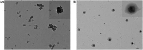 Figure 1. TEM images of nano-realgar (A, 200 nm, mag: ×1.2k, HV: 80.00 KV) and EGCG-RNPs (B, 200 nm, mag: ×1.2k, HV: 80.00KV).