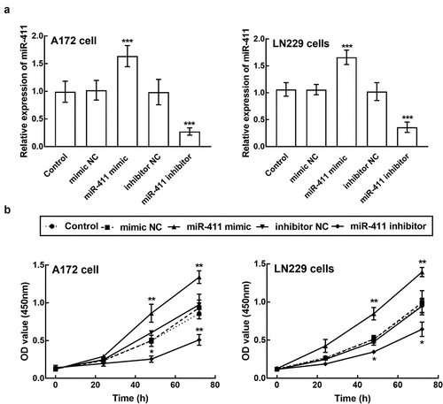 Figure 3. Effect of miR-411 on cell proliferation. a. The expression of miR-411 in A172 and LN229 cells was suppressed by the transfection of miR-411 inhibitor and enhanced by the transfection of miR-411 mimic. b. The overexpression of miR-411 significantly inhibited the proliferation of A172 and LN229 cells, which was promoted by the knockdown of miR-411. *P < 0.05, **P < 0.01, ***P < 0.001