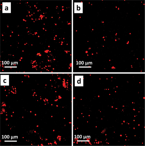 Figure 11. Cell uptake fluorescent microscopy study of RBITC-labelled NP after 120 min. A &b ANG-NP and ANG-NP at 4°C, c & d 200 mg/ml free angiopep-2 ANG-NP and aprotinin. Red: RBITC; scale bar = 100 µm.