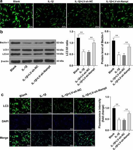 Figure 5. Nampt silencing elicits IL-1β-treated SUI fibroblast autophagy. (a), Number of autophagosomes was evaluated by MDC method. (b), Ratio of LC3 II/I and expression of Beclin-1 were assessed by Western blot analysis. (c), Fluorescence intensity of LC3 was assessed by immunofluorescence assay. The independent cell experiments were repeated 3 times. Measurement data were presented as mean ± standard deviation. One-way ANOVA was used to analyze the data in panels (b and c). Tukey’s multiple comparisons test was applied for post hoc test. ** p < 0.01.