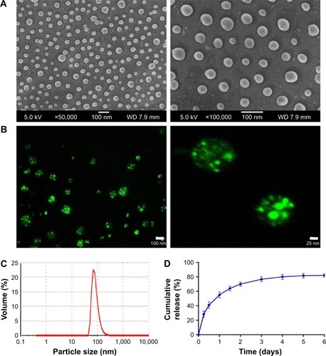 Figure 1 SEM images (A), CLSM images (B), size distribution (C), and in vitro release profiles (D) of insulin-loaded PLGA nanospheres.Abbreviations: CLSM, confocal laser scanning microscopy; PLGA, poly lactic-co-glycolic-acid; SEM, scanning electron microscope.