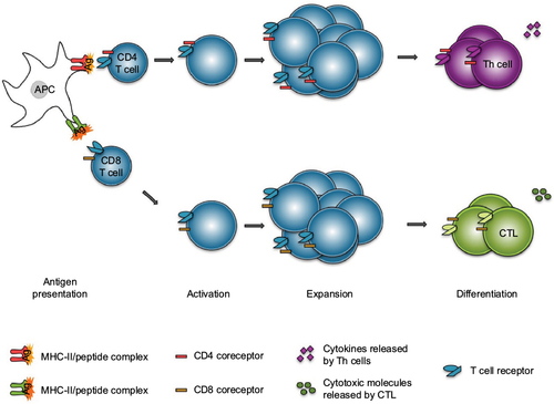 Figure 2 T cell response to antigen presentation.
