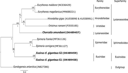 Figure 1. Phylogenetic tree based on the concatenated 13 protein coding genes amino acid alignment using maximum likelihood and Bayesian methods. Only bootstrap values of ≥50 (above the nodes) and posterior probabilities >0.80 (below the nodes) are shown. Scale bar corresponds to the number of substitutions per site. Target species of the current study are indicated in bold. The Genbank accession numbers for the mitochondrial genomes are shown in the parenthesis.