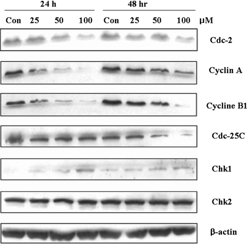 Figure 3.  Effects of oxypeucedanin on G2-M cell cycle regulators in DU145 cells. Cells were cultured in RPMI 1640 medium with 10% FBS and treated with DMSO (0.1%, v/v) alone or oxypeucedanin (25–100 µM) for 24 and 48 h. Total cell lysates were then prepared and subjected to SDS-PAGE followed by western blot analysis. Membranes were blotted with anti-Cdc-2, Cyclin A, Cyclin B1, Cdc-25C, Chk1, and Chk2, followed by the appropriate peroxidase-conjugated secondary antibodies, and visualized by ECL detection. Membranes were stripped and reprobed with β-actin antibody as loading control.