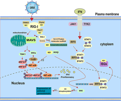 Figure 3. The NS1 protein regulates TLRs pathway.