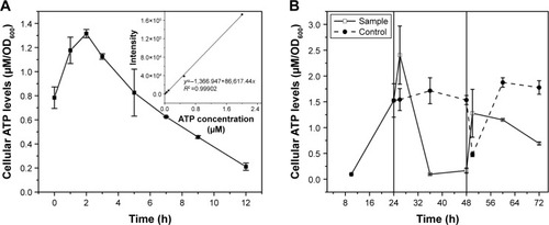 Figure 1 Intracellular ATP concentrations during CdSe QDs biosynthesis.Notes: (A) ATP concentrations during the 12-hour incubation with Na2SeO3; (B) ATP concentrations at different collection times during the whole process, from the cells in exponential phase to 24 hours after seleniumized cells were co-incubated with CdCl2. Vertical lines divide the process into three phases. The cell’s growing phase is from 0 to 24 hours; Na2SeO3 was added at 24 hours. At 48 hours, cell pellets were transferred to fresh medium and CdCl2 was added to the culture.Abbreviations: OD, optical density; QDs, quantum dots.