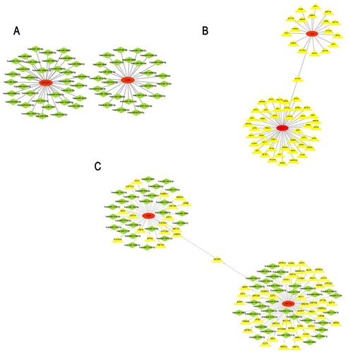 Figure 6 The regulating mechanisms of the diagnostic genes. (A) The miRNAs-mRNA regulatory network. (B) The mRNA-TF regulatory network. (C) The TF-mRNA-miRNA regulatory network.
