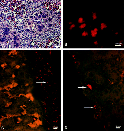 Figure 1. 1A: The spleen from an intravenously inoculated and heterophil-depleted chicken, 12 h p.i. The splenic penicilium arteriole (thick arrow) surrounded by ellipsoids filled with degranulated heterophils, eosinophilic aggregates and proteinaceus fluid (thin arrow) (HE stain). 1B: The spleen section (as 1A) demonstrating a signal distribution corresponding to the eosinophilic aggregates observed in 1A showing microcolonies of Gallibacterium (FISH). 1C: The liver from an i.p. inoculated and heterophil-depleted chicken, 12 h p.i. Blood-filled sinousoids and a thick perihepatic layer of pus (arrow) including Gallibacterium and erythrocytes (FISH). 1D: The liver from an i.p. inoculated and heterophil-depleted chicken, 12 h p.i. Single cells (thin arrow) and microcolonies (thick arrow) of Gallibacterium visualized intracapsularly and subcapsularly (FISH).