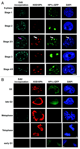 Figure 3. H3S10Ph is loaded onto chromatin during S phase in E14-HP1α-GFP ESCs Confocal images of E14-HP1α-GFP ESCs showing the changing distributions of H3S10Ph (red) and HP1α (green) during cell cycle progression. (A) EdU incorporation patterns (white) characterize the progression of S phase (A, rows 1–5). (B) The changing distribution of H3S10Ph from G2 to the following G1 stage is shown (B, rows 1–5). DNA was stained with DAPI (blue). No H3S10Ph was detected during G1 and very early S phase (A, first row). Small foci of H3S10Ph appeared during the first half of S phase, including stage 2 (A, second row) and early stage 3 (A, third row), prior to the replication of centromeric heterochromatin, in approximately 10% of the S phase-enriched population of E14 ESCs. The H3S10Ph foci typically increase in size during stage 3 (A, fourth row) and spread to cover the centromeric heterochromatin during stages 4 and 5 (A, fifth row). H3S10Ph staining increases to cover the chromosome arms as chromosomes begin to condense during G2 (B, first row), and the signal increases in intensity during late G2 (B, second row). The chromosome arms are completely covered by H3S10Ph at metaphase when H3S10Ph signal intensity is maximal (B, third row). H3S10Ph intensity declines during telophase (B, fourth row) leaving few remnants on the chromatin at the start of the next G1 phase (B, fifth row). HP1α-GFP is enriched at heterochromatin during S phase and G1 (A, rows 1–5, B, fifth row) and is redistributed away from heterochromatin during late G2 phase (co-incident with chromosome condensation, B, first and second rows), and is not associated with chromatin during cell division (B, third and fourth rows). HP1α becomes concentrated at centromeric heterochromatin in early G1 (row 10). Scale bars, 5 μm.