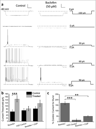 Figure 1. Baclofen suppresses burst-firing in RTN neurons. (a) Representative current-clamp recordings from neonatal RTN neurons in acute brain slices. Left and middle panels show control and baclofen-treated neuronal responses to the varying hyperpolarizing and depolarizing current injection protocols shown in right panels. (b) Histogram represents mean data for baclofen-treated neurons (n = 8) compared with the effects of H2O (n = 6) and baclofen perfusion with CGP35348 pretreatment (n = 9) on burst-firing threshold in control (black bars) and treated (gray bars) RTN neurons (Paired sample t-test). (c) Histogram represents the percentage change in current required to achieve threshold for burst-firing for data in (b) (ANOVA with Tukey's post-test). *p < 0.05, ***p < 0.005. Scale bars represent 20 mV and 200 ms.