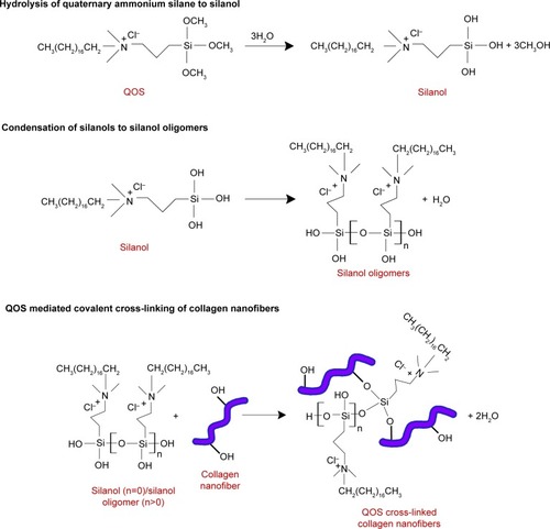 Figure 4 Proposed mechanism of cross-linking of electrospun collagen by alkaline hydrolysis of QOS.Abbreviation: QOS, quaternary ammonium organosilane.