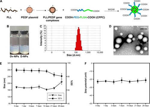 Figure 2 D-NPs development and the relative pharmaceutical characteristics.Notes: (A) Schematic illustration of D-NPs preparation by the W/O/W solvent evaporation method. PEDF gene was first incubated with equivalent PLL to form PLL/PEDF gene complexes, and then the newly synthesized COOH-PEG-PLGA-COOH (CPPC) copolymer further loaded the complexes to obtain D-NPs. (B) D-NPs presented slightly blue opalescence. (C) D-NPs had an average particle size of 176.9±1.3 nm and a narrow polydispersity index of 0.085±0.01 by DLS. (D) D-NPs were spherical and homogeneous in aqueous solution as shown in the transmission electron microscopy image (scale bar, 200 nm). (E) Changes in size and EE% of D-NPs after 4 weeks’ storage at 4°C. (F) The zeta potential of D-NPs remained stable for about 1 month when stored at 4°C.Abbreviations: D-NPs, PEDF gene loaded CPPC nanoparticles; Dv-NPs, null plasmid loaded PEG-PLGA nanoparticles; DLS, dynamic laser scattering; EE%, entrapment efficiency; PEDF, pigment epithelium-derived factor; PLL, poly-L-lysine; W/O/W, water-in-oil-in-water.