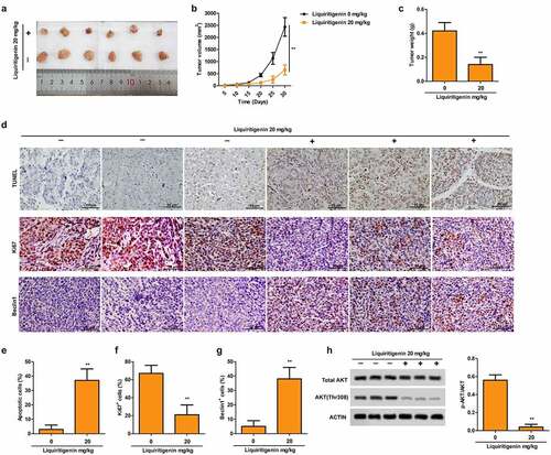 Figure 5. Liquiritigenin inhibits tumor growth, induces cell apoptosis and autophagy and inactivates the PI3K/AKT/mTOR pathway in vivo. Oral cancer xenograft model was established by injecting with CAL-27 cells. The mice in the experimental group received liquiritigenin 20 mg/kg/day through oral administration. A-C. Representative pictures (a) of tumor, tumor growth curve (b) and tumor weight (c) in each group were shown. D. TUNEL staining (upper) showed the proportion of apoptotic cells (scale: 50 μm). Expression of Ki67 (middle) and Beclin1 (lower) in tissues was valued through immunohistochemistry (scale: 50 μm). E-G. Statistical results about proportion of apoptotic cells, Ki67+ cells and Beclin1+ cells. H. Phosphorylation of AKT in tissues was also detected through western blot. **P < 0.01VS LQ 0 µM group