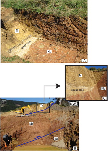 Figure 7. Bishopdale Conglomerate along the Waimea Fault and associated splays in the Barnicoat Range. A, Waimea Fault exposed in a 0.8 m deep trench (Wopereis Citation2011). The fault is steeply dipping to the south and superposes units of the Richmond Group (Tr) above Bishopdale Conglomerate (Kb). A c. 25 cm thick belt of dark carbonaceous shales marks the fault zone. B, Waimea Fault (strike c. 090˚ dip 50˚S) exposed in a recent excavation. The main fault superposes units of the Richmond Group (Tr) above the Bishopdale Conglomerate (Kb). The lower splay superposes the Bishopdale Conglomerate (Kb) above Marsden Coal Measures (jm). C, Detail of the Waimea Fault exposed within the square in B. White carbonaceous claystone marks the contact. The outcrops have now been obliterated by ongoing development. Positions of A (around location NZTM2000 1617410E 5422680 N), B and C (around location NZTM2000 1617650E 5422810N) are shown by black squares respectively labelled A–C in Figure 3.