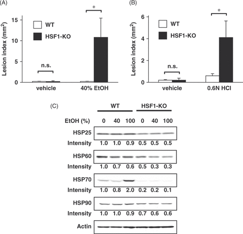 Figure 1. Production of gastric lesions and expression of HSPs in wild-type and HSF1-null mice. Wild-type (WT) and HSF1-null mice (HSF1-KO) were orally administered the indicated doses of ethanol (A, C) or hydrochloric acid (B). After 4 h, the stomach was removed and scored for haemorrhagic damage. Values are mean ± SEM (n = 4–6). *P < 0.05 (A, B). After 4 h, the gastric mucosa was removed, and protein extracts were prepared and analysed by immunoblotting with an antibody against Hsp25, Hsp60, Hsp70, Hsp90, or actin (C). This figures was published previously and is reprinted here with permission of the journal Citation[21].