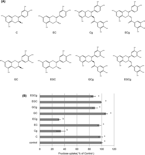 Figure 5. Chemical structure of catechins (A) and effect of catechins on fructose uptake by Caco-2 cells (B). Fructose uptake was measured in the absence or presence of eight catechins (used at 25 μM) at 37 °C for 10 min as described in the Materials and Methods. The values shown are means ± SEM (n = 3), and the values indicated by different letters are significantly different from each other (Tukey’s test; p < 0.01).
