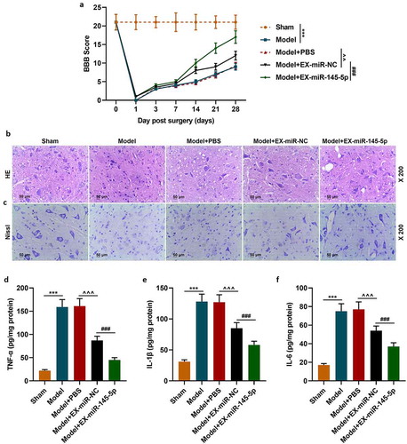 Figure 2. MSC-EXs (EX) containing miR-145-5p improved functional recovery and reduced histopathological injury in SCI rats