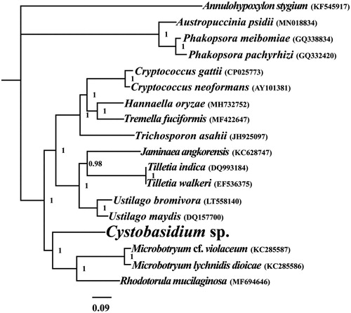 Figure 1. Bayesian phylogenetic analysis of 18 species based on the combined 14 core protein-coding genes. Accession numbers of mitochondrial sequences used in the phylogenetic analysis are listed in brackets after species.