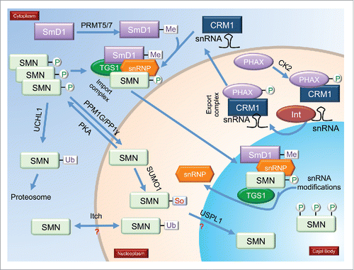 Figure 1. PTMs and snRNP biogenesis. A model showing known modifications of proteins involved in snRNP biogenesis, including the snRNA export pathway. Enzymes that modify these proteins are shown. Phosphorylated, methylated, ubiquitinated and sumoylated proteins are indicated. Processes marked by question marks indicate that there is no information on how PTMs affect localization or interaction; or where the PTM is known, but the enzyme(s) responsible for the modification are not known. Proteins that are modified, such as TGS1, but the functional consequence of this modification and the modifying enzymes are unknown, are indicated in the figure but lack denoted modification. Also not shown in the model are proteins with combinations of PTMs. (P = Phosphorylation; Me = Methylation; So = Sumoylation; Ub = Ubiquitination).