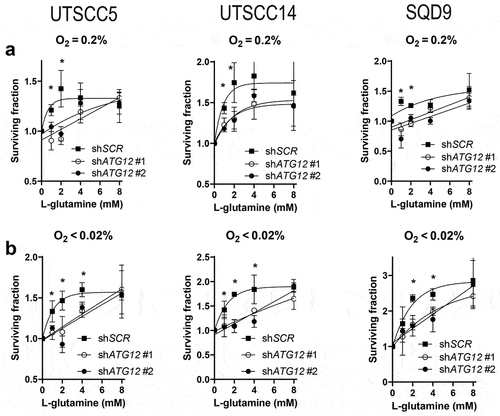 Figure 7. Supplementing ATG12-deficient cells with L-glutamine restores cellular survival during hypoxia. Clonogenic survival of control or ATG12-deficient UTSCC5 (left), UTSCC14 (middle) and SQD9 (right) cells after exposure to moderate (A) or severe (B) hypoxia in the absence of glucose and supplemented with 0, 1, 2, 4 or 8 mM L-glutamine (mean ± SEM, n = 3). * indicates p < 0.05.