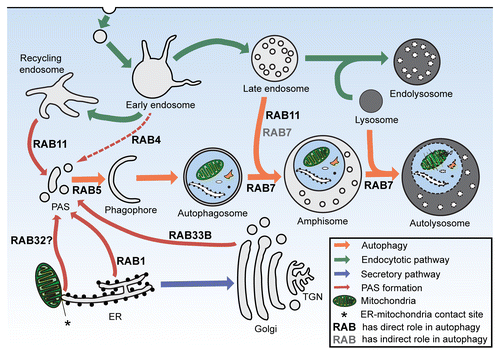 Figure 5. The functions of RAB proteins in autophagy. The schematic picture shows the interactions of autophagy with the endocytic and secretory pathways. A set of RAB small GTPases play a role in the earliest steps of autophagosome formation by providing various membrane sources for the PAS. RAB5 also participates in this autophagic stage, through its interactions with the PIK3C3-BECN1 complex. RAB7 has both direct roles—in the transport of autophagosomes and amphisomes—and indirect roles in the fusion process of autophagosomes with late endosomes. Besides its roles in PAS formation, RAB11 regulates amphisome formation and coordinates the autophagic and endosomal pathways. ER, endoplasmic reticulum; TGN, trans-Golgi network; PAS, phagophore assembly site.