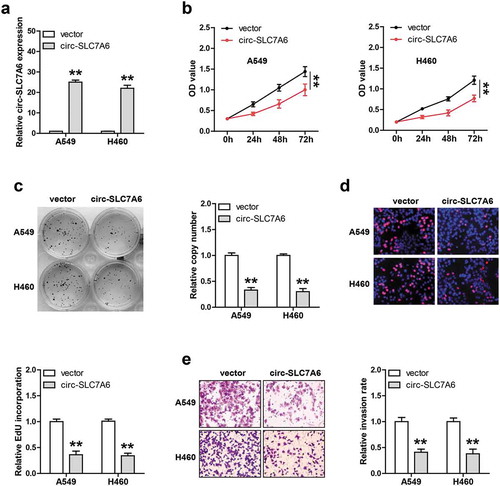 Figure 2. Exogenous circ-SLC7A6 expression inhibits NSCLC cell proliferation and invasion. (a) qRT-PCR analysis confirming lentivirus mediated overexpression of circ-SLC7A6 in A549 and H460 cells. (b–d) Cell viability, colony number and DNA synthesis rate of circ-SLC7A6-overexpressing A549 and H460 cells measured by CCK-8, colony formation and EdU assays, respectively. **p < 0.01, ***p < 0.001.