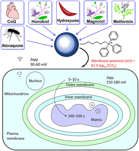 Figure 2. Selective uptake of TPP+-based MTDs into tumor mitochondria. Reprinted (adapted) with permission from Zielonka J, Joseph J, Sikora A, Hardy M, Ouari O, Vasquez-Vivar J, Cheng G, Lopez M, Kalyanaraman B. Mitochondria-targeted triphenylphosphonium-based compounds: syntheses, mechanisms of action, and therapeutic and diagnostic applications. Chemical reviews. 2017;117(15):10043 –10,120. Copyright 2017 American Chemical Society.