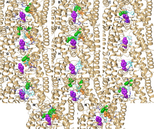 Figure 10. Representative structures of the most populated cluster of conformations that are within 2.0 Å RMS of each other in the last 10 ns of the trajectory: hydrogen bonds (pink); aromatic hydrogen bonds (blue); pi-pi stacking (black). References: (A) CAN, (B) DAP, (C) EMP. Candidate ligands: (D) AST, (E) BET, (F) CAS, (G) CEN, (H) ISO, (I) MAA, (J) MAD, (K) MEB, (L) MYR, (M) QUE, (N) RUT. Extracellular (Phe 424, Tyr 87, Met 73) and intracellular (Tyr 263) gate residues are represented with green and purple spheres, respectively. Gln 428, the residue with the most critical role in the absorption mechanism, is represented with orange spheres.