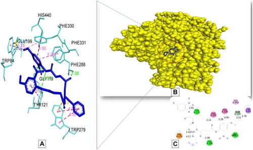 Figure 7 Docking model of AAZ8 interacting with acetylcholinesterase AChE enzyme. (A) Structure of synthesized compound AAZ8 (blue) at a specific site inside protein cartoon model (yellow).(B) Three- dimensional display of AAZ7 (blue) with amino acid residue (light blue) at the binding site with bond distance shown. (C) Two-dimensional visualization of AAZ7 at the enzyme binding site with bonding patterns and bond distance shown.