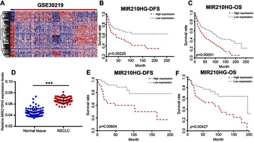 Figure 1 MIR210HG was highly expressed in NSCLC. (A) The heatmap of differentially expressed lncRNAs. (B, C) The microarray data showed that DFS (B) and OS (C) in NSCLC patients with higher expression of MIR210HG were shorter than those with lower expression. (D) MIR210HG was highly expressed in collected NSCLC tissues. (E, F) DFS (E) and OS (F) in collected NSCLC tissues with higher expression of MIR210HG were shorter than those with lower expression. (GAPDH is used as the internal control of MI2210HG.)Abbreviation: NSCLC, non-small cell lung cancer.