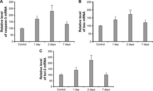 Figure 2 Changes in caspase-3, bax and bcl-2 mRNA at different time points after SAH in the hypothalamus.