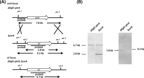 Fig. 6. Confirmation of ΔcsrA by Southern blot hybridization analysis.