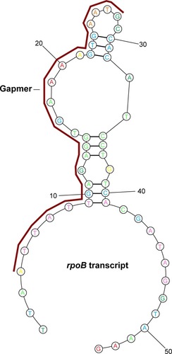 Figure 3 Representative antisense sequence targeting open loop local secondary structures within the 5′UTR of an mRNA transcript (eg, C. difficile rpoB).Note: Antisense gapmer is depicted in red.Abbreviation: 5′-UTR, 5-untranslated region.