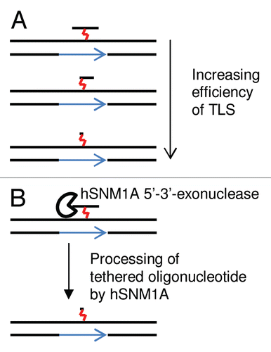 Figure 3 Translesion synthesis is more efficient following trimming of the tethered oligonucleotide. (A) Increasing efficiency of bypass synthesis/TLS as the cross-linked oligonucleotide is shortened. (B) the hSNM1A exonuclease is able to digest DNA past a cross-linked base, as described by our recent study in reference Citation48.